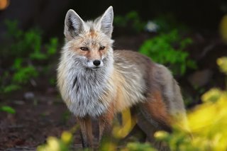 Red Fox - Mt. Rainier National Park