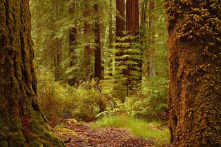 Big Sur - Forest