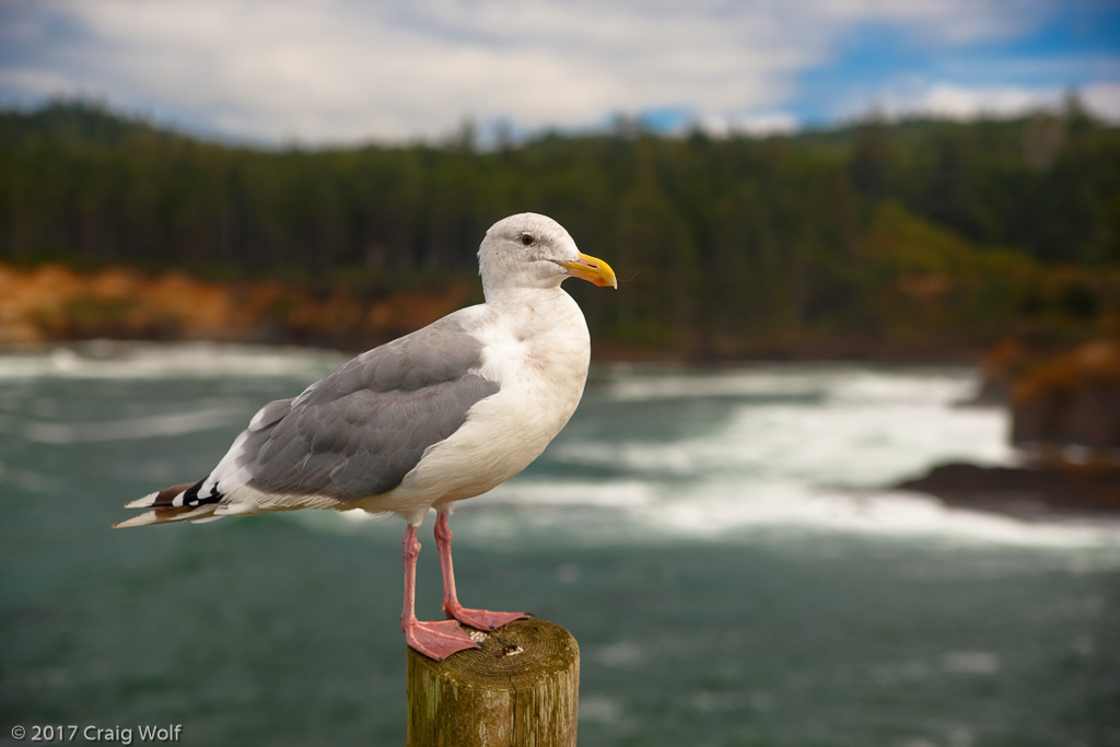 Seagull Oregon Coast