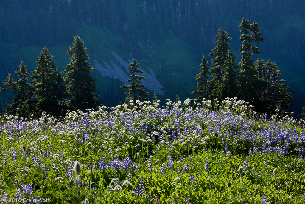 Mount Rainier National Park, WA